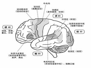 脑科学对于学习培养不可或缺的重要性